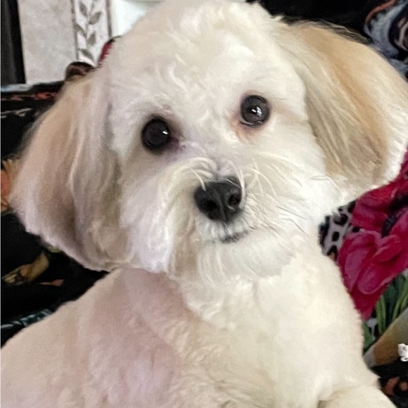 “MEET THE POSHER” so nice to meet you🌷 - Picture 7 of 17